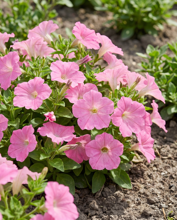 Rose Of Heaven Pink frø (Petunia hybrida) – etårig