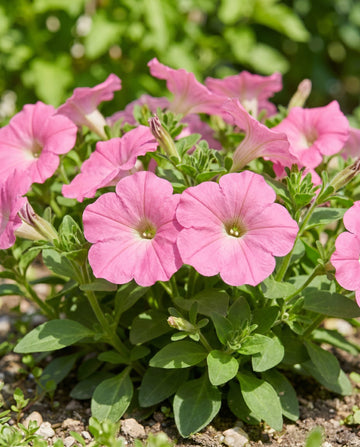 Rose Of Heaven Pink (Petunia hybrida) – etårige frø fra SeedsChoice