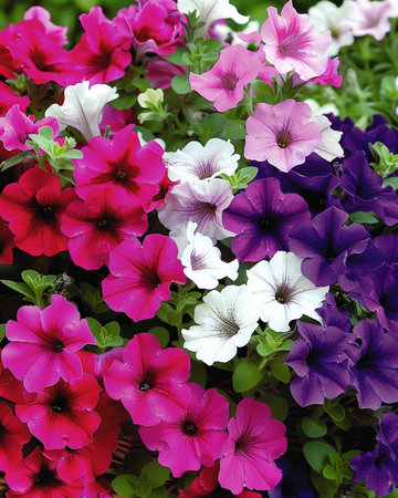 Petunia Pendula frø – Petunia Pendula (Petunia pendula) – etårig blanding