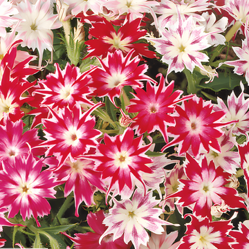 Starphlox frø (Phlox drummondii) – enårig blanding
