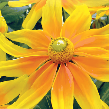 Keglblomst Prairie Sun frø (Rudbeckia hirta) – enårig blomst