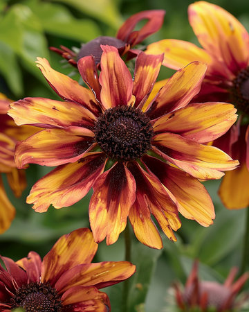 Solhat Sahara Cut frø (Rudbeckia hirta) – etårig blomst