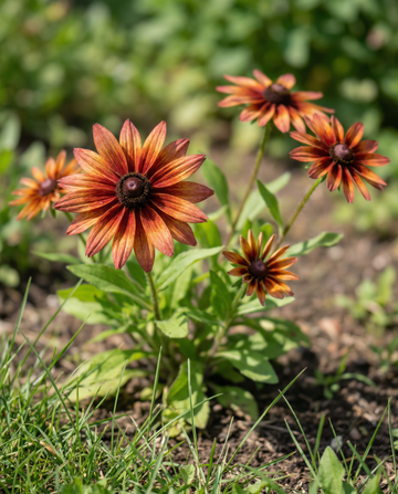 Solhat Sahara Cut (Rudbeckia hirta) – frø til etårige blomster fra SeedsChoice