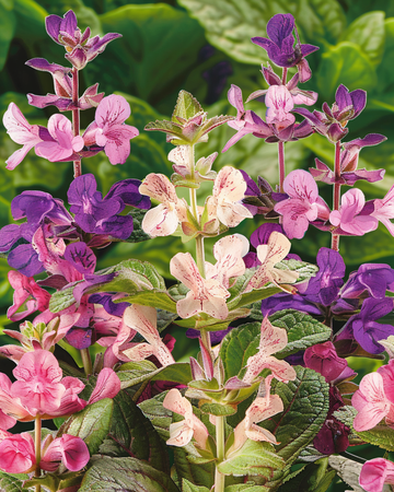 Clary Cut Mix frø (Salvia horminum) – etårig blomst