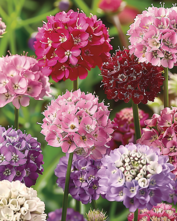Scabiosa frø – Scabiosa Atropurpurea etårig blanding (Scabiosa atropurpurea) – etårig blanding