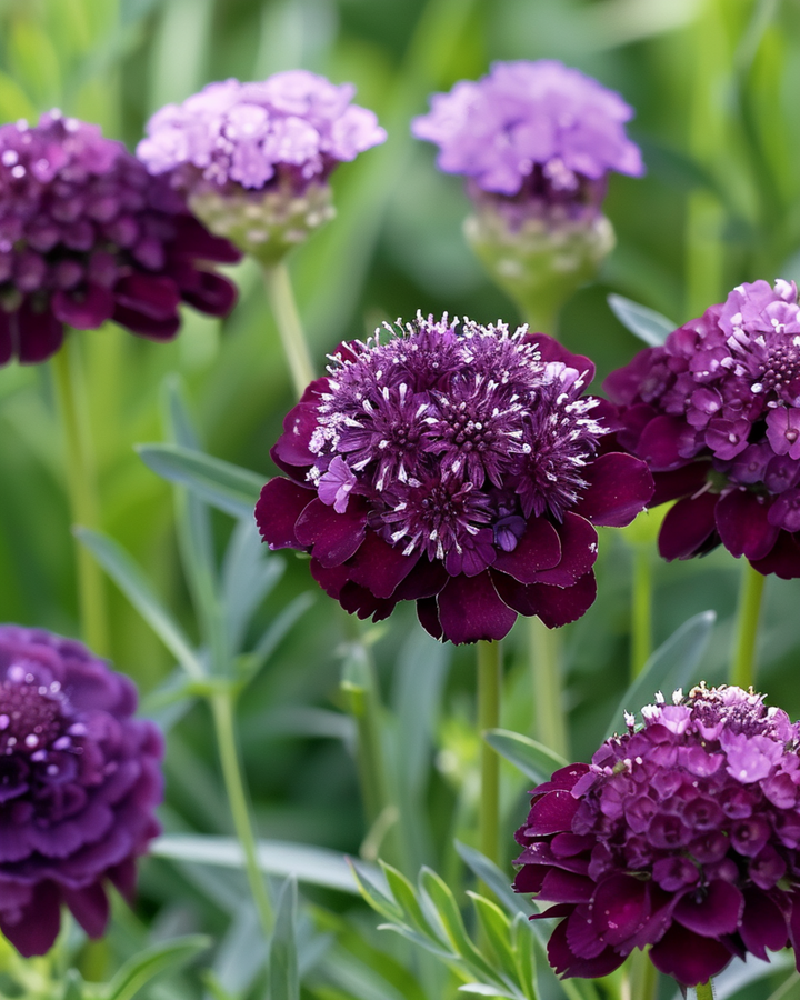 Deep Purple Pincushion seeds (Scabiosa atropurpurea) – annual flower