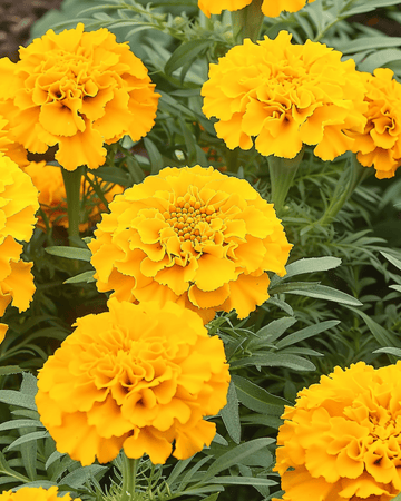 Afrikansk fløjlsblomst Golden Age dværg frø (Tagetes erecta) – etårig blomst
