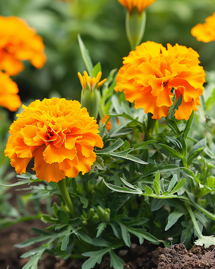 Fransk fløjlsblomst Petite Orange frø (Tagetes patula) – ettårig blomst