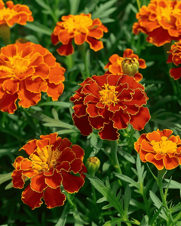 Frø til fransk fløjlsblomst Carmen (Tagetes patula) – enårig blomst