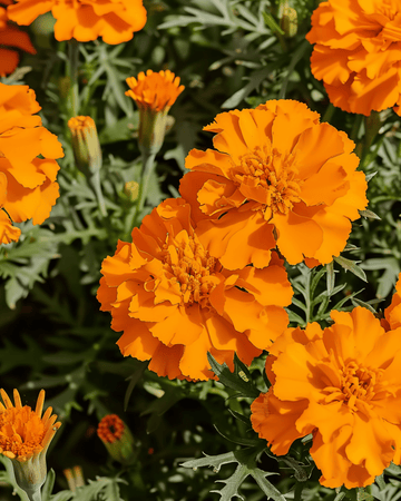 Fransk fløjlsblomst Tangerine frø (Tagetes patula) – etårig blomst