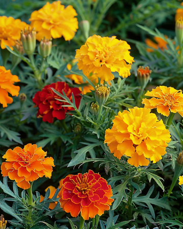 Frø til fransk fløjlsblomst Bonita Mix (Tagetes patula) – enårig blomst