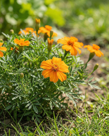Orange Gem (Tagetes tenuifolia) – frø til etårige blomster fra SeedsChoice