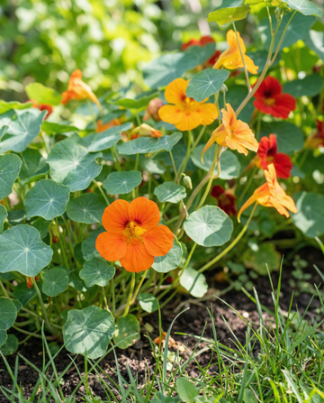 Blomsterkarse Mixed Single (Tropaeolum majus) – enårige blomsterfrø fra SeedsChoice