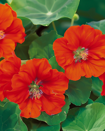 Blomsterkarse Scarlet Gleam frø (Tropaeolum majus) – enårig blomst
