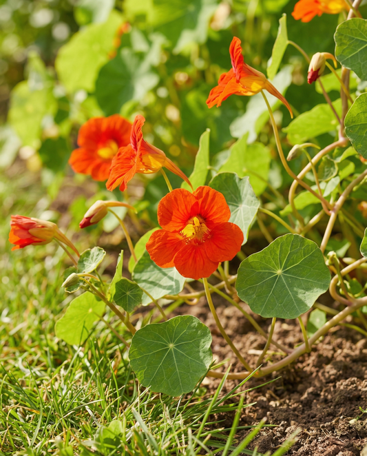 Blomsterkarse Scarlet Gleam (Tropaeolum majus) – enårige blomsterfrø fra SeedsChoice