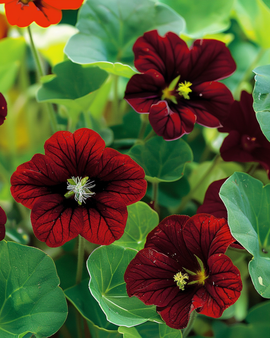 Blomsterkaransefro Black Velvet Tropaeolum Majus – ettårig blomst
