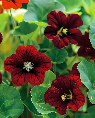Nasturtium Black Velvet seeds (Tropaeolum majus) – annual flower