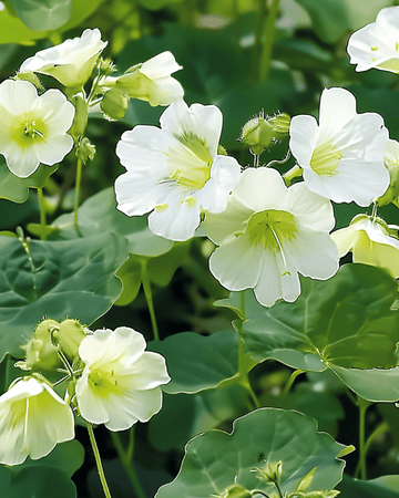 Nasturtium Milkmaid seeds (Tropaeolum majus) – annual