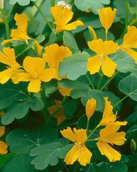 Canary Creeper frø Tropaeolum peregrinum etårig klatreblomst