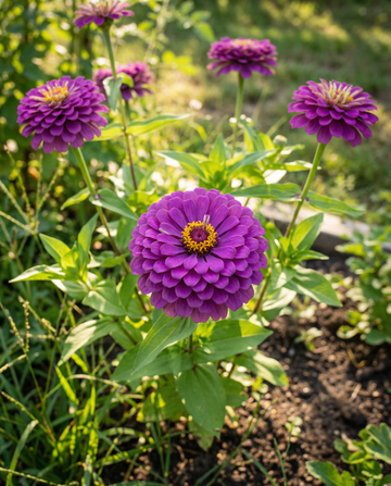 Royal Purple (Zinnia elegans) – enårlige frø fra SeedsChoice