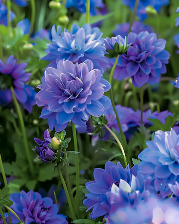 Blue Summer Mix Shades frø – etårig blomst