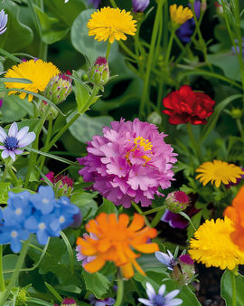 Bivenlig blanding frø lavtvoksende ettårig blomsterblanding