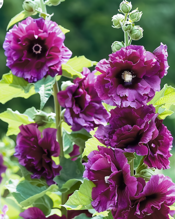 Stokrose Chater's Deep Purple frø (Alcea rosea) – toårig