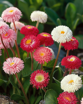 Daisy Seeds Bellis Perennis Mixed Biennial Flowers Pomponette