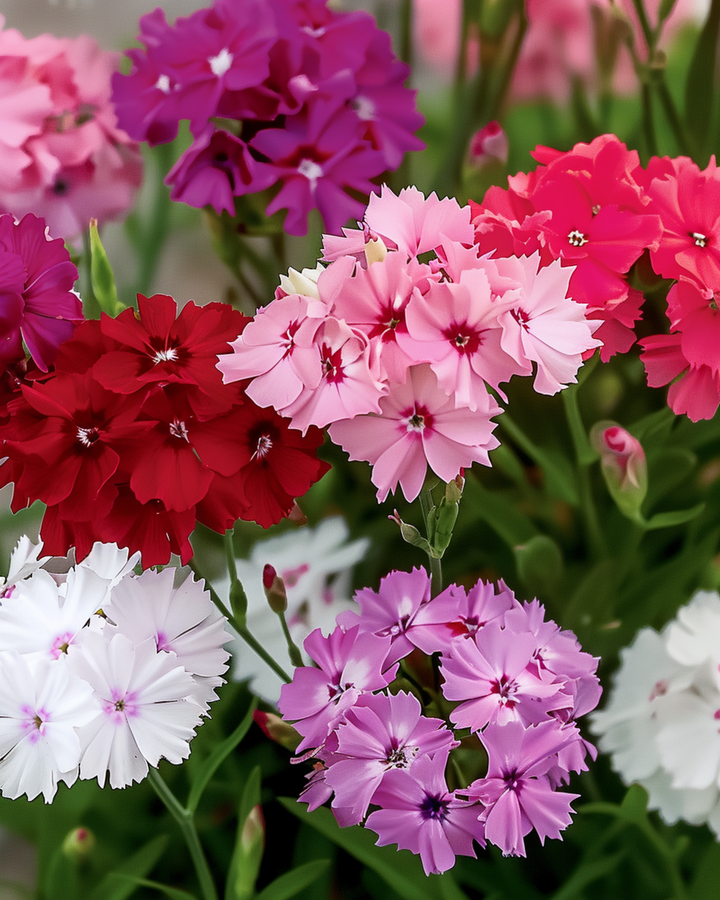Sweet William Mixed Colors frø (Dianthus barbatus) – toårig blanding