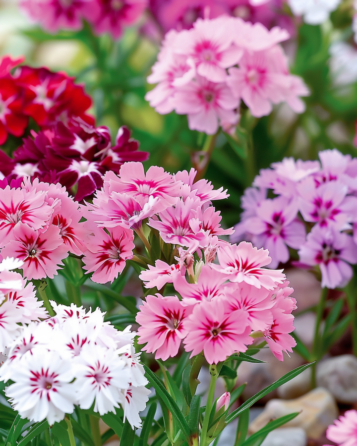 Sweet William Dwarf Mixed frø (Dianthus barbatus) – toårig blomst