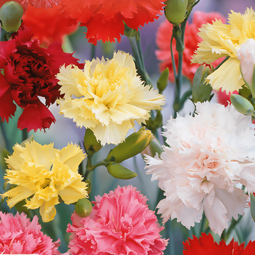 Nellikefrø Grenadin Mixed (Dianthus caryophyllus) – toårig blanding
