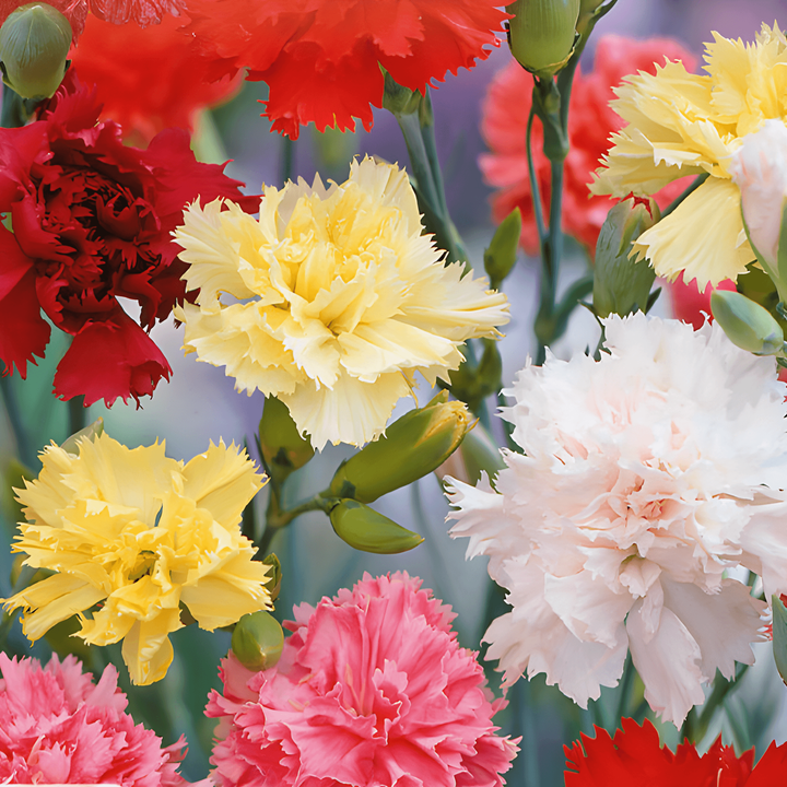 Nellikefrø Grenadin Mixed (Dianthus caryophyllus) – toårig blanding