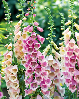Flower Seeds Biennial Mixed Colors 140 Cm Horti Tops