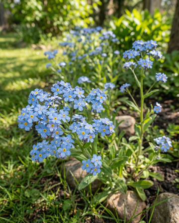 Blå forglemmigej Cottage Garden (Myosotis alpestris) – toårige blomsterfrø fra SeedsChoice