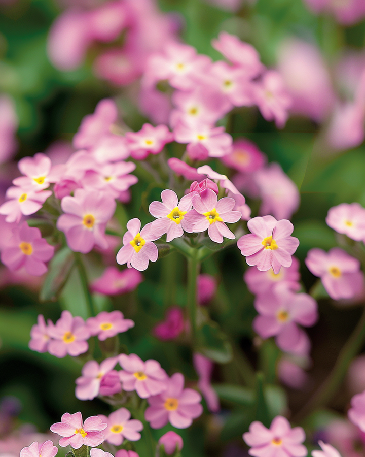 Forglemmigej Victoria Pink frø (Myosotis alpestris) – toårig