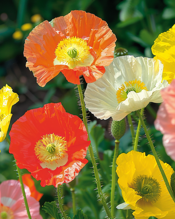 Island Poppy Mix frø (Papaver nudicaule) – toårig blomst