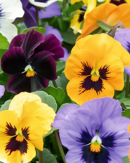 Stedmoderblomst frø Swiss Giants Mixed Viola Wittrockiana toårig
