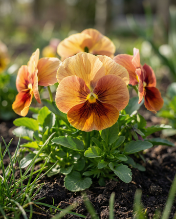 Stedmoderblomst Evening Sun (Viola wittrockiana) – toårige blomsterfrø fra SeedsChoice