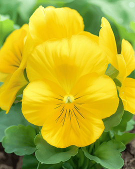 Pansy Seeds Coronation Gold Viola Wittrockiana Biennial