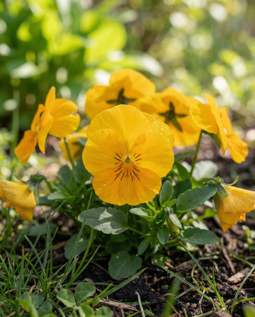 Stedmoder Coronation Gold (Viola wittrockiana) – frø til toårig blomst fra SeedsChoice