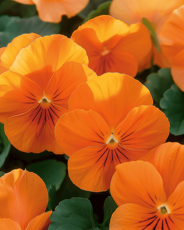 Stedmoderblomst Pure Orange frø (Viola wittrockiana) – toårig blomst