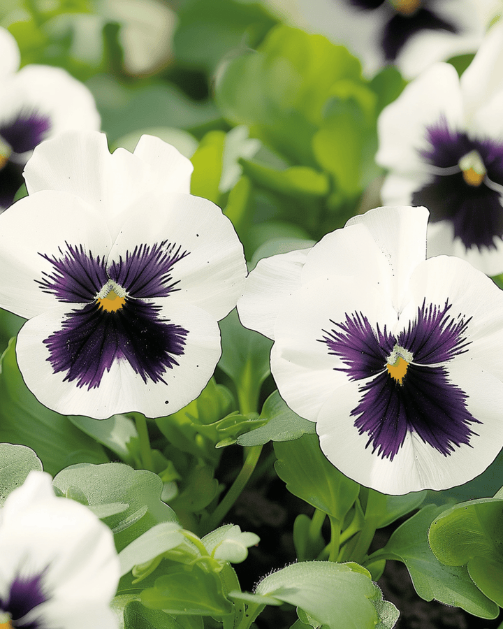 Stedmoderblomst Silverbride frø (Viola wittrockiana) – toårig blomst