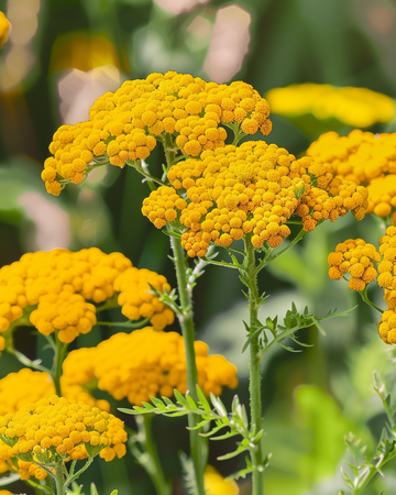 Cloth Of Gold frø (Achillea filipendulina) – flerårig
