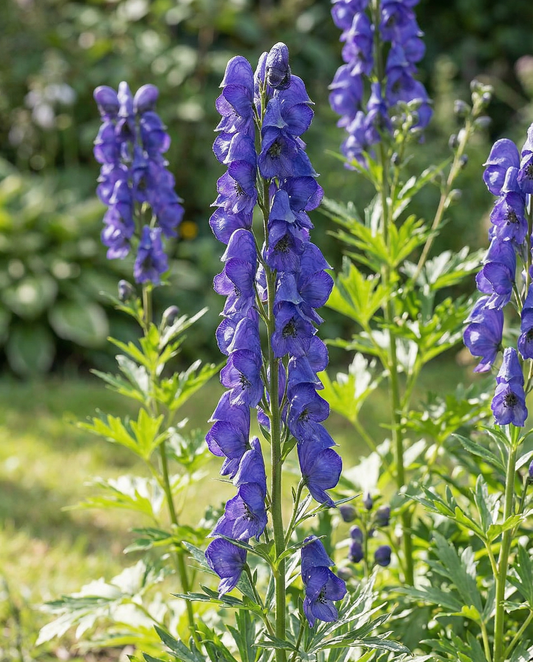 Stormhat frø Aconitum Napellus flerårig (Aconitum napellus) – flerårige blomsterfrø fra SeedsC…