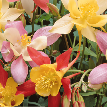 Columbine Mrs Scott Elliott Cottage Garden frø (Aquilegia vulgaris) – flerårig