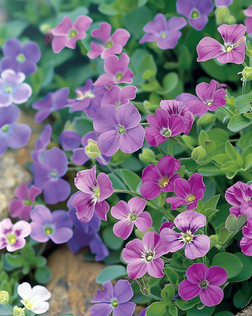 Aubrietia Purple Mix frø (Aubrieta hybrida) – flerårig blomst