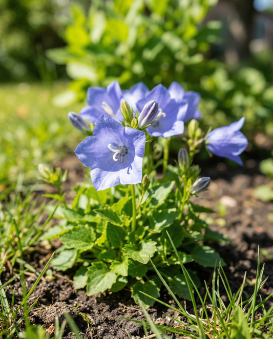 Blå (Campanula carpatica) – frø til flerårig blomst fra SeedsChoice