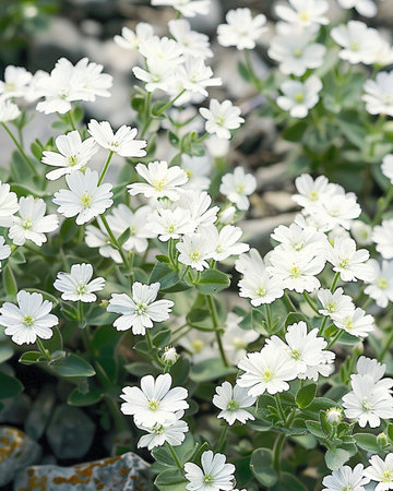 Snow In Summer frø (Cerastium biebersteinii) – staude
