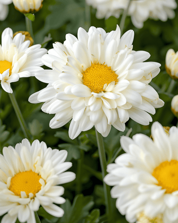 Shasta Daisy May Queen White frø (Leucanthemum × superbum) – flerårig