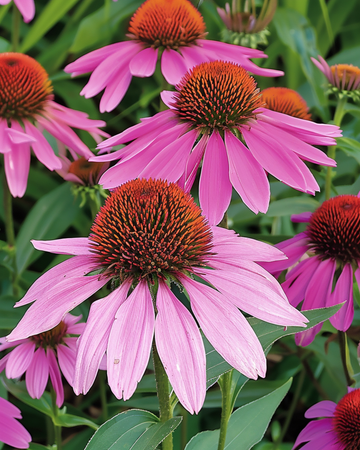 Frø til solhat (Echinacea purpurea) – flerårig blomst